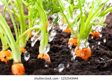 Carrot vegetable grows in the garden in the soil organic background closeup - Shutterstock ID 1252543444