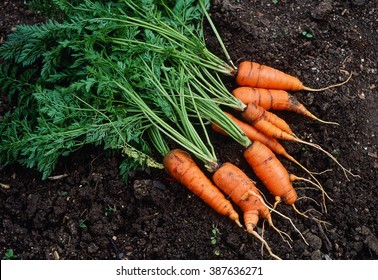 carrot, vegetables
