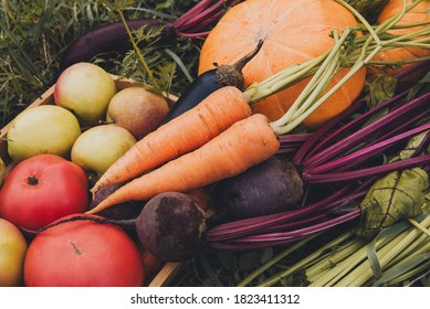 carrots, beets with tops, pumpkin, tomatoes, apples, many autumn vegetables top view - Shutterstock ID 1823411312