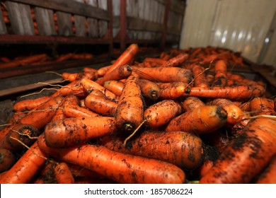 Carrots In Boxes Stacked In Vegetable Storage