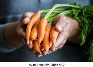 Carrots In Farmers Hands