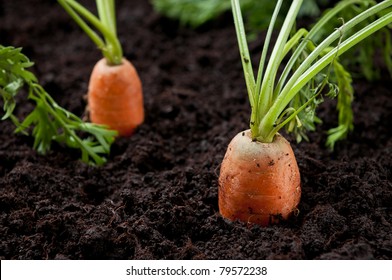 28,860 Carrot field Images, Stock Photos & Vectors | Shutterstock