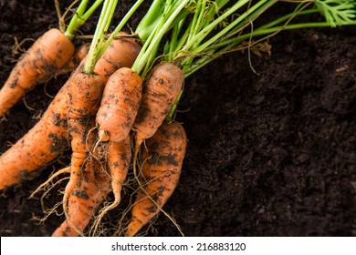 carrots in the garden, close-up. - Shutterstock ID 216883120