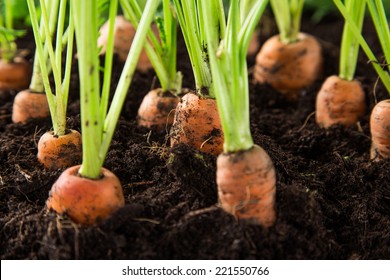 Carrots In The Garden, Close-up.