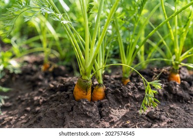 Carrots Grow In The Garden