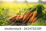 Carrots Growing in Field in Natural background, Carrots in field ready to harvesting