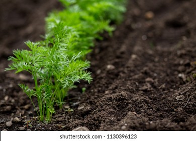 Carrots Growing In A Home Garden