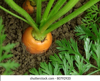 Carrots Growing On The Vegetable Bed