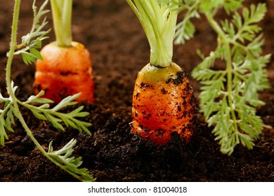 Carrots Growing In The Soil, Shalow DOF