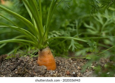 Carrots Growing In The Vegetable Garden