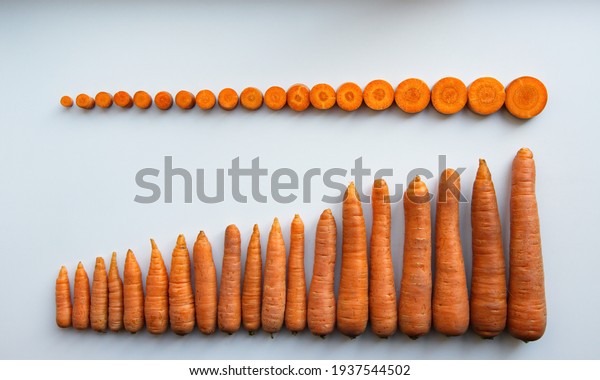 Carrots on a white background.\
Whole carrots and\
cut into pieces.\
The carrots are sorted by size from smallest to\
largest. Flat lay.