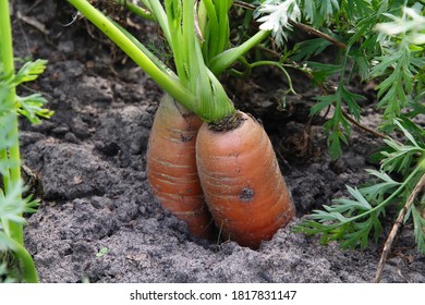 carrots sticking out of the ground