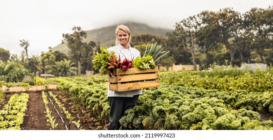 Llevar verduras frescas de la granja a la mesa. Una joven chef alegre sonriendo a la cámara mientras lleva un cajón lleno de verduras recién recolectadas en un campo agrícola.