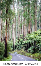 Cars Driving Along The Scenic Black Spur Drive (Road) With Ferns And Tall Mountain Ash Forest Close To Melbourne, Victoria, Australia