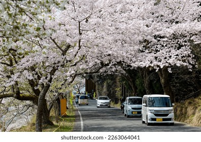 Cars driving on a highway under beautiful cherry blossom trees near Kaizu Osaki by Lake Biwa (琵琶湖) in Shiga Prefecture, Japan. Hanami is a popular leisure activity during Sakura season in spring