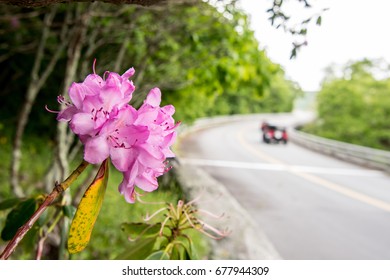 Cars Pass Rhododendron Bloom Along Blue Ridge Parkway In Late Spring