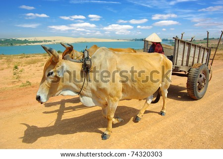 Cart harnessed by bulls in  Mui Ne  District, Vietnam