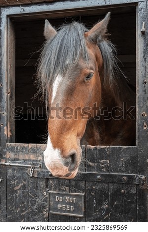 Cart horse looking over stable door