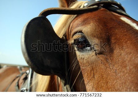 A cart horses eye behind a blinker with a blue sky background