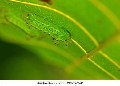 A Carterpillar on leaf