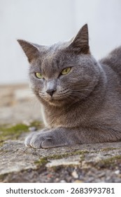 The Cartesian cat, or chartreuse