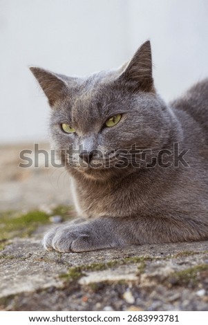 The Cartesian cat, or chartreuse