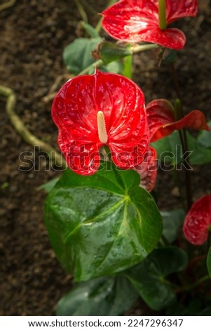 Cartilage-waxy, brightly red colored spathe with yellow spadix close-up, tailflower, painter palette flower