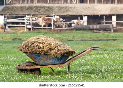 Carts With Natural Cow Manure Standing On Farm