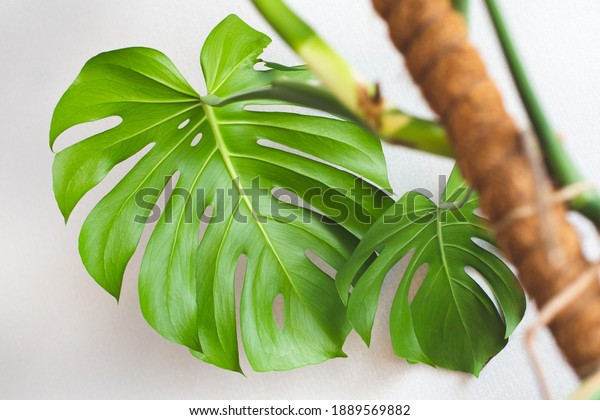 Carved\
green leaves of a beautiful monstera flower on the background of a\
white wall. Home garden. Monstera deliciosa, tropical leaves,\
trend. Eco-friendly home concept. Houseplant\
care.
