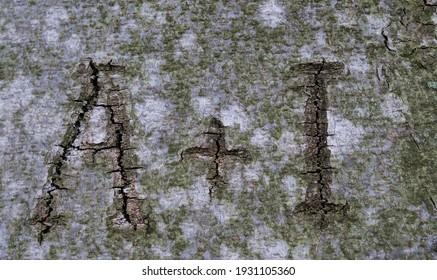 Carved Initials In A Tree Trunk 
