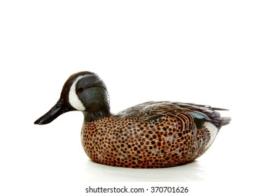 Carved Wooden Duck Decoy