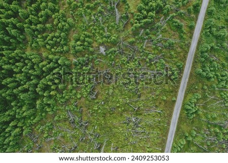 Carving a solitary path through the dense forests of Sumava, Czechia, this secluded road as seen from above, beckons with the promise of adventure and the peace of seclusion amid the natural world.