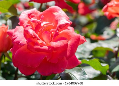 Cary Grant, A Colorful Rose Flower In Spring