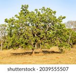 Caryocar brasiliense whole pequi tree in closeup in the Brazilian cerrado biome