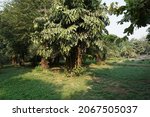 Caryota mitis (clustering fishtail palm or fishtail palm) tree in the park