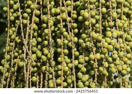 Caryota urens popularly known as Jaggery palm is a species of flowering plant in the Arecaceae family 
