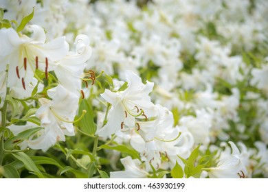 カサブランカ 花 の画像 写真素材 ベクター画像 Shutterstock