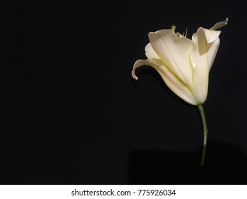 Casablanca lily flower design template in black background