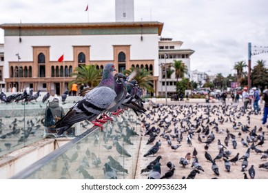 Casablanca, Morocco. October 10, 2021. Flock of pigeons in front of Palace of justice on Mohammed V Square