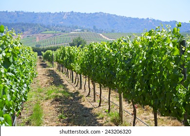 Casablanca Valley Vineyard, Chile