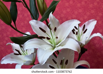 Casablanca White Lilies Closeup with red background
