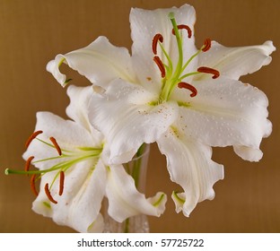 Casablanca White Lilies Closeup Showing Flower Details