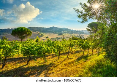 Casale Marittimo village and vineyards, countryside landscape in Maremma. Pisa Tuscany, Italy Europe.