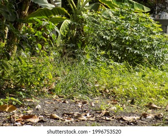Casava and banana tree with grass in the garden. - Shutterstock ID 1996753520