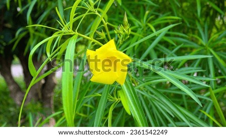 Cascabela thevetia flower in nature garden,Yellow oleander flowers blooming on a sunny day,yellow oleander is indian flower,Allamanda Cathartica or Golden Trumpet, yellow flowers that grow in the rain