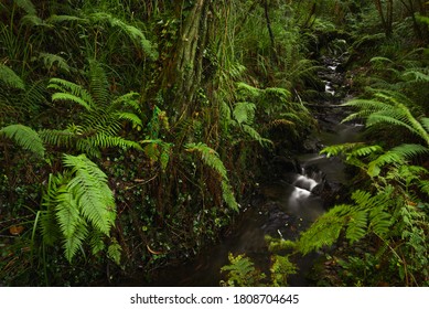 Cascade In Asturias Spain Forest