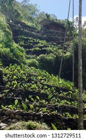 Cascade Farm In Maolin Mountains, Kaohsiung, Taiwan