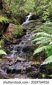 Cascade On Stream In Yenworthy Combe, Exmoor Coast, Somerset