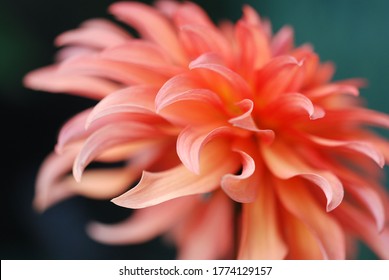 Cascade of petals of an orange Dahlia flower - Powered by Shutterstock