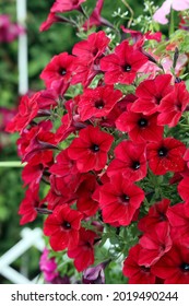 A cascade of rich scarlet flowers with dark centers of ampel petunias of the 'Deep red' variety in the garden landscape